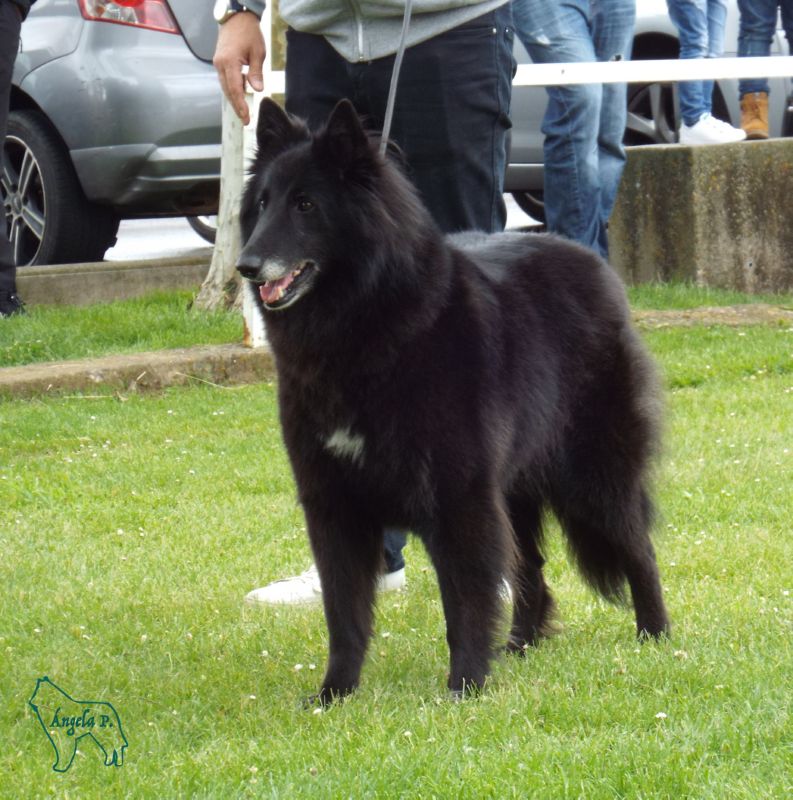 Irina De Loups Mousette EXC 1 y CCPBabierta hembras